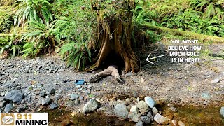 Gold Panning Below An Old Tree Loaded With Big Gold [upl. by Auod]