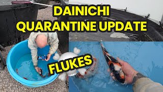 Dainichi Quarantine update FLUKES amp INSPECTION [upl. by Tonye]