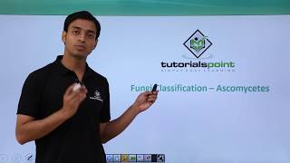 Class 11th – Fungi Classification – Ascomycetes  Biological Classification  Tutorials Point [upl. by Nalniuq]