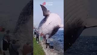 AMAZING GIANT ORCA WHALE SHOCKS SIGHTSEERS ON THE SHORE orcawhale amazing [upl. by Atnoled47]