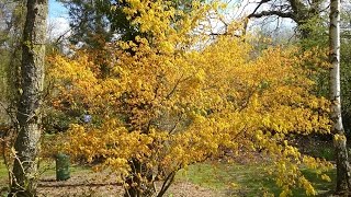 Acer palmatum Katsura Japanese Maple [upl. by Dickson]