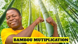 Comment multiplier les bambous géants en Afrique [upl. by Aikan721]