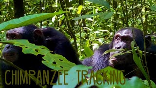 Chimpanzee Tracking at Kibale National Park  Uganda [upl. by Romy]