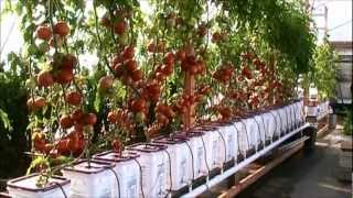 Dutch Bucket Hydroponic Tomatoes  Lessons Learned and a New Crop [upl. by Christos]