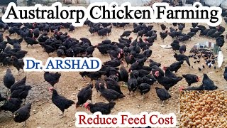 Australorp Chicken Farming  Reduce Poultry Feed Cost amp Increase Profit Margin  Dr ARSHAD [upl. by Archibold]