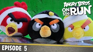 Angry Birds on The Run  The Flock Get Reflective  S1 Ep5 [upl. by Ocirred]