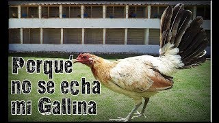 Porqué no se echa mi gallina [upl. by Zillah]