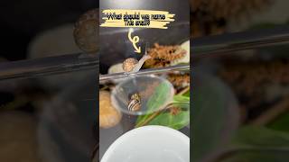 Adding Isopods to our Insect Terrarium vivarium terrarium insect shorts [upl. by Andrey]