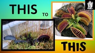 Venus Flytrap Care Guide  Basic Care For the Venus Flytrap [upl. by Natalia]