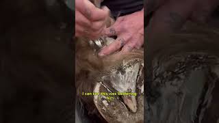 Hoof Trim asmr farrier asmrsounds asmrvideo satisfying oddlysatisfying satisfyingvideo horse [upl. by Reinhold]