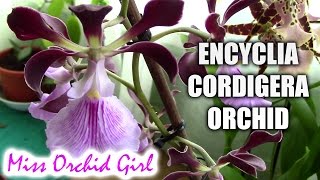 Encyclia cordigera  The cocoa orchid [upl. by Erena326]