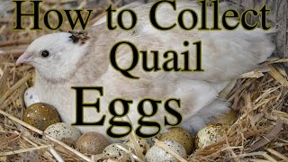 How to Collect Quail Eggs amp Other Tips [upl. by Courtney]