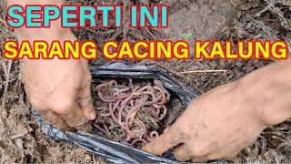 Tips Mencari Cacing Kalung [upl. by Naek]