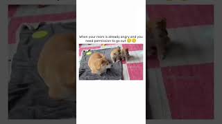 Angry mom 🥲 mother mom dogshorts dogvideos doglover doglovers funny fyp shorts [upl. by Bradly534]