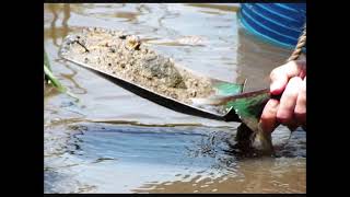 Glen Innes Gemstone Fossicking Sites 7 The Glory Hole Yarrow Creek [upl. by Abad]