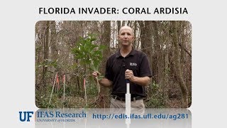 Invasive Coral Ardisia shrub in Florida ecosystems [upl. by Ultan]