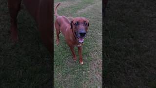 My Ridgeback Loki having fun running around 😊 slow motion ridgeback dog australia [upl. by Squires]