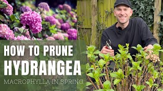 3 Ways to Prune Hydrangea Macrophylla I Perennial Garden [upl. by Cristabel99]