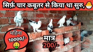 kabutar palan kaise Karenhow to start pigeon farming [upl. by Anesor945]