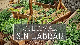 Por qué cultivamos SIN LABRAR  No dig  agricultura regenerativa [upl. by Halfdan]