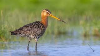 The song of the Blacktailed Godwit  Learn to recognize the Blacktailed Godwit  10 Hours [upl. by Sucirdor739]