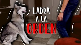 El LADRIDO A LA ORDEN en los perros [upl. by Cartwell]