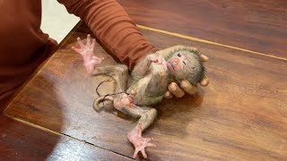 1rst Day Newborn Baby Monkey Weakness amp Have C0rd In New Home [upl. by Aztin]