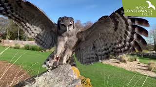 Tolkien our amazing Verreauxs Eagle Owl [upl. by Yerhcaz830]