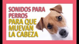 SONIDOS PARA PERROS PARA QUE MUEVAN LA CABEZA [upl. by Ahsieni902]