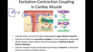 Excitation Contraction Coupling in Cardiac Cells [upl. by Vitoria]