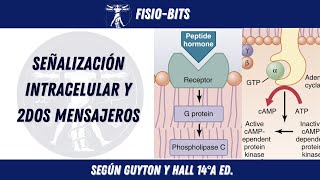 SEÑALIZACIÓN INTRACELULAR Y SEGUNDOS MENSAJEROS  FISIOBITS [upl. by Trab]