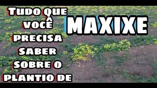 Tudo que você precisa saber sobre o plantio de maxixe [upl. by Petunia]