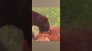 Bear fought with lion fearlessly wildlifewildanimals shorts short ytshorts viralvideoytshort [upl. by Sregor]