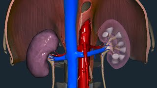 Rene  Anatomia macroscopica [upl. by Maclay]