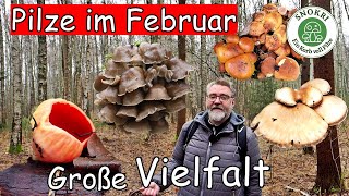 Pilze im Februar  Große Artenvielfalt  Letzte Winterpilze [upl. by Lahcar]