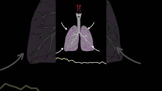 AUSCULTACIÓN PULMONAR RONCUS ruidos pulmonares normales y anormales medicina shorts [upl. by Yebloc]