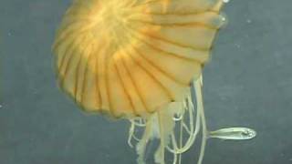 アカクラゲの猛毒！  A jellyfish catches fish [upl. by Conti]