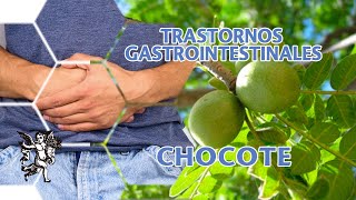 Si tienes TRASTORNOS GASTROINTESTINALES trátalos con CHOCOTE [upl. by Nnylyam105]