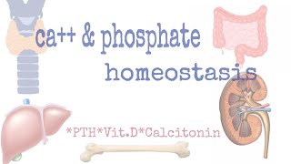 Calcium amp phosphate homeostasis [upl. by Range]