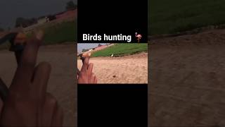 amazing birds hunting with slingshot [upl. by Enirual38]