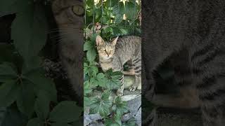 Stray cat with clean fur is very cute cat viralshorts youtubeshorts cats [upl. by Anelet]