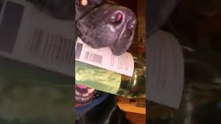 Hilarious Dog Fetches Bottle of Wine [upl. by Atteoj]