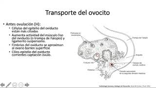 Fecundación y segmentación  Reproductor y desarrollo [upl. by Duer]