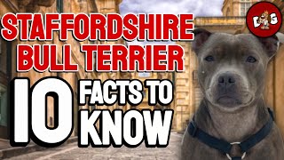 10 Facts You Must Know Before Bringing Home A Staffordshire Bull Terrier  Staffy Facts Dogs 101 [upl. by Noislla985]