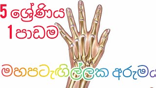 Grade 5 Sinhala  5 ශ්‍රේණිය 1 පාඩම  මහපටැඟිල්ලක අරුමය [upl. by Rehpotsyrhc]