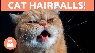 HAIRBALLS in CATS  Symptoms and Treatment Options [upl. by Geesey]