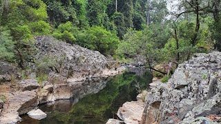 Wild Platypus  Eungella NP [upl. by Nedyaj]