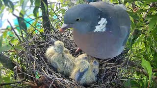 Wood Pigeon Nest Diary  Eggs Chicks Sadness and Success [upl. by Jerri]