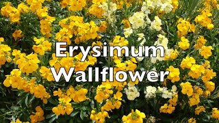 Erysimum Cheiri Wallflower fragrant yellow flowers in my walled garden uk Chieranthus [upl. by Jean-Claude]