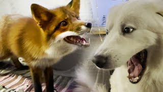 The Fox really wants to be friends with this dog [upl. by Bakki733]